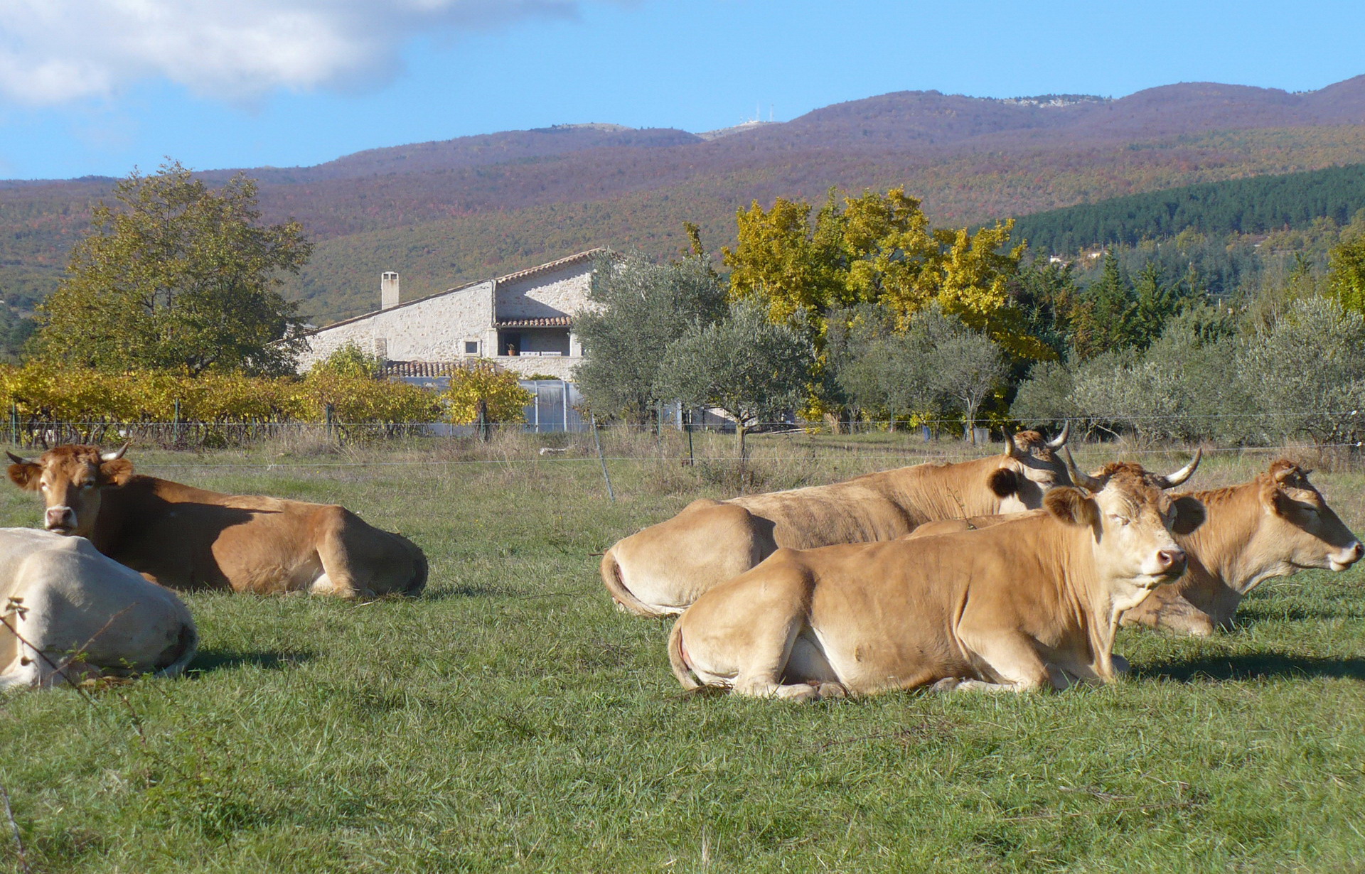 Fontaine Neuve gites et chambres d'hôtes à Lure : nos vaches Villard-de-Lans